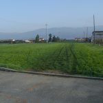 campino