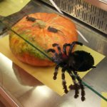 zucca_con_ragno