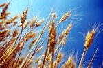 grano